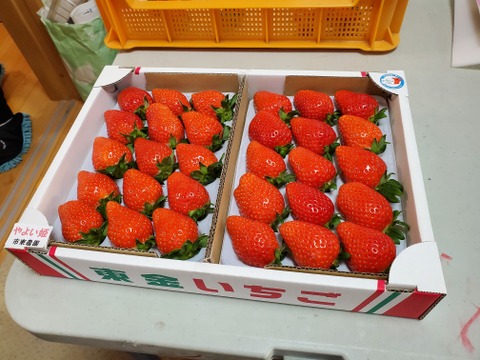 こだわり完熟いちご美味しさ２倍(やよい姫)【当日発送　対応】