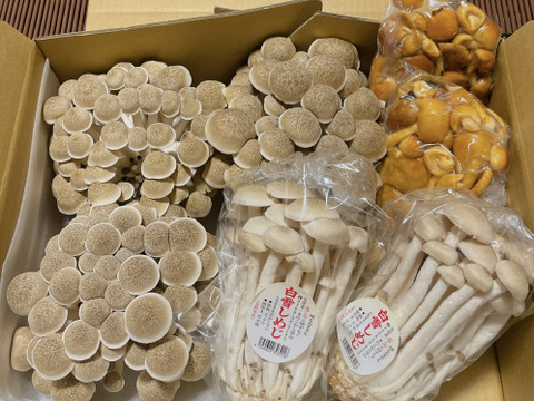 【食べ比べ】香り豊かな信州きのこ3種詰め合わせ【栽培期間中農薬不使用】