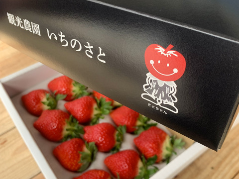 【厳選】佐賀の新ブランドいちご🍓『いちごさん』1箱(約460g×2p入)