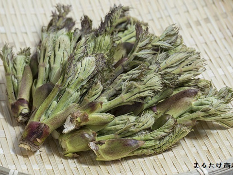 【300g】山菜の王様登場！妙高山の手摘み天然朝採りたらの芽 1番芽のみ厳選出荷いたします