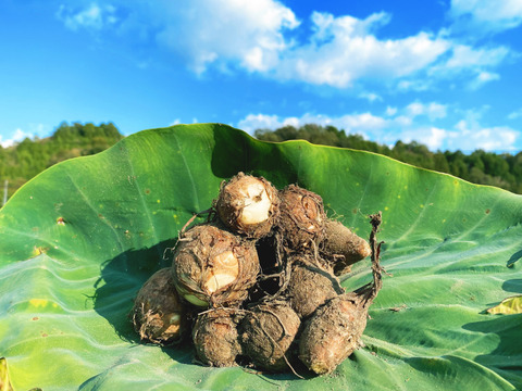 絶品！掘りたて新鮮の自然栽培の里芋 2kg！農薬不使用！おいしい野菜