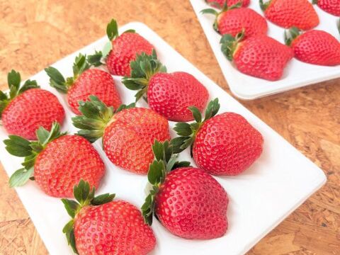 【贅沢！食べ比べ】園主イチオシいちご400g×1トレー