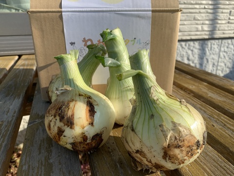 春の訪れ！淡路島の新玉ねぎ『キラ玉クリスタル🧅(5Kg)』【期間限定】