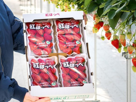 【静岡県産いちご】紅ほっぺ　ＤＸ　280g×8パック