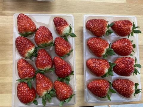 訳あり　ならあかり　古都華　食べ比べセット　奈良県　お得パック