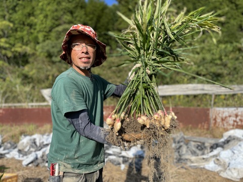 R6【四万十 町産】R6.11月収穫500グラム（洗い生姜、土佐一 生姜）