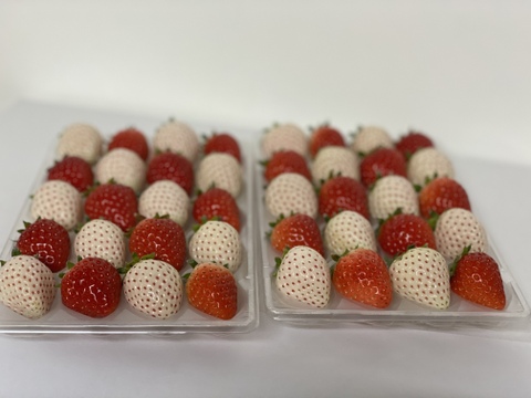赤♡白いちごセット