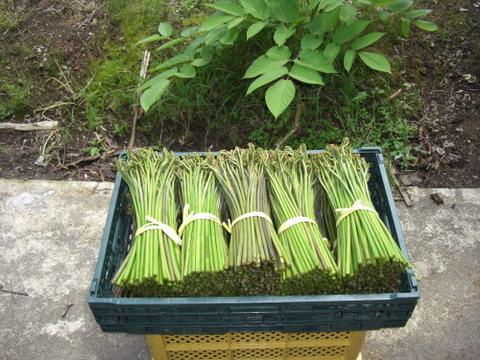 【予約販売】朝採りワラビを当日出荷　山形小国産新鮮わらび　4㎏
