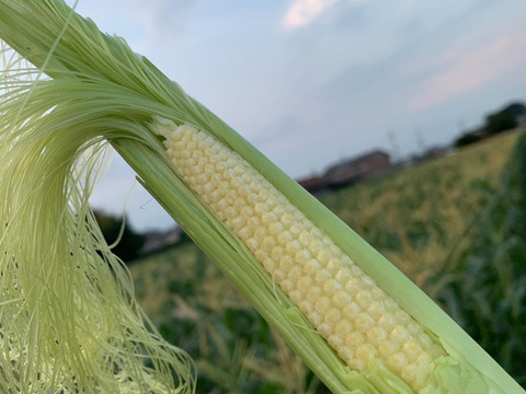 🌽美白のヤングコーン 【 ２０本 】トウモロコシ王子👑が作った『美白の甘姫』💖朝採り新鮮をお届け致します💫 先着順！売り切れ次第終了‼️ご予約お早めに🤩