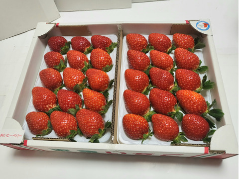 こだわり完熟いちご美味しさ2倍　おいCーベリー２倍(当日発送　対応中)、グリーンファームいちご博2024  【銅賞受賞】