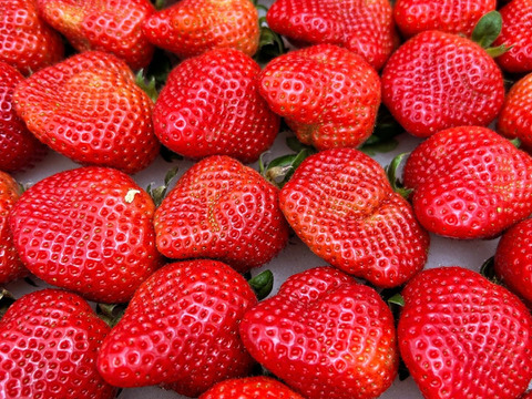 今だけ即出荷🍓イチゴ🍓家庭用🍓福岡県産🍓  空中で真っ赤に実る🍓
【あまおういちご 1080g】 180g×6pc