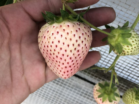 白イチゴ（230g✖️2）
