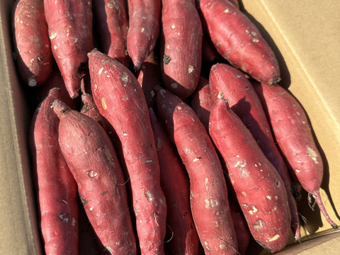低温熟成保管‼茨城県産紅はるかSサイズ５㎏　さつまいも　サツマイモ