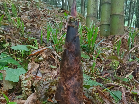 真竹(まだけ)のタケノコ２kg、朝取り !   柔らかくて、エグ味が少ない。５０年以上農薬・化学肥料を未使用。自然に任せた栽培のため期日指定不可。予約順に発送。発送日に連絡。