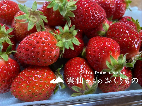 春はまほろば🍓やうやう朱くなりゆく勾玉 おいCベリー200g×8パック【小粒1.6㎏】