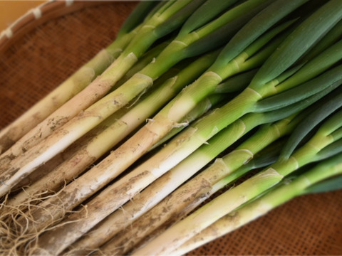 旬の味！！！深谷蜜ねぎ（2.5kg）