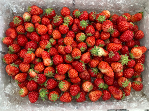 【加工に最適！容量たっぷり！】小粒いちご　3kg 『バラ詰め』 紅ほっぺ