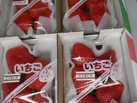 食べ比べセット「とちあいか」「とちおとめ」(特大)200〜220g(4〜7粒)×4p