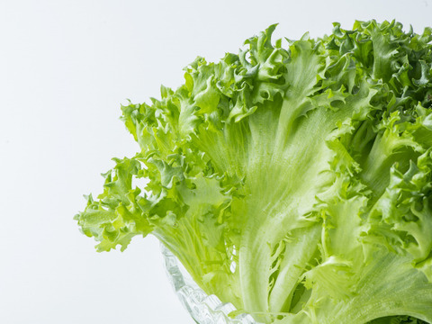 【80％以上がリピート注文】健康野菜村　≪フリルレタス6個≫【熨斗付き】温かい料理にも！