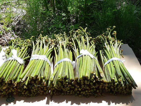 【予約販売】朝採りワラビを当日出荷！山形小国町産新鮮わらび　500g