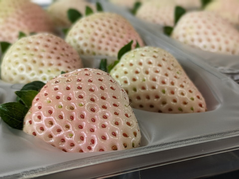ほんのりピンクの白いちご「ゆきざくら」　８～１１玉入り約２７０g　【化粧箱でお届けします】