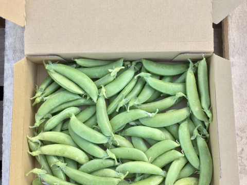 【鹿児島産】甘塩スナップエンドウ箱込み500g^_^