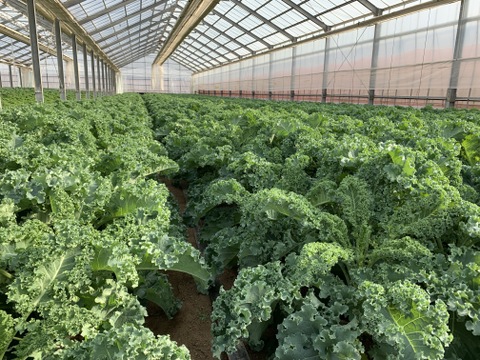 苦味少なくむしゃむしゃ食べれる高栄養価野菜！＜カーリーケール＞２kg＊【おうちごはん】【サラダ】【スープ】【煮込み】【スムージー】