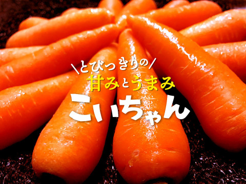 【大好評！】とびっきりの甘みとうまみ！濃厚なにんじん「こいちゃん」（訳あり！加工用約3kg）