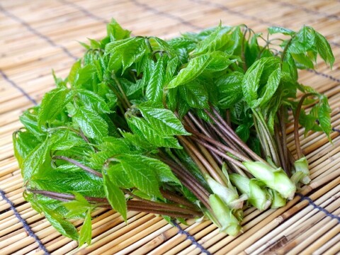 《予約受付》採れたて山菜天然こしあぶら 500g 天ぷら・混ぜごはん等で