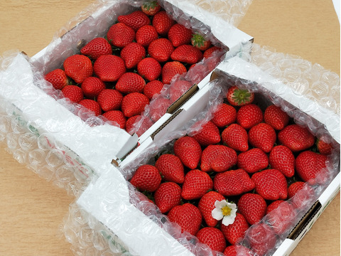 【春の🍓祭り】２つの味が楽しめる　〘❤さがほのか＆いちごさん❤〙 ♡７００ｇ×２♡