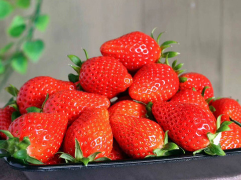 【いちご食べ比べ】🍓2種類食べ比べ 🍓全て違った味、香り、甘さいちごのテーマパークへ   1kg