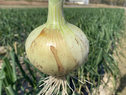 新玉ねぎ5kg🧅シャーロットオニオン　淡路島極熟玉葱　今が旬‼️ 特別栽培農産物
