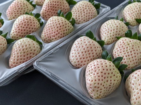ほんのりピンクの白いちご「ゆきざくら」　８～１１玉入り約２７０g×２パック　【化粧箱でお届けします】