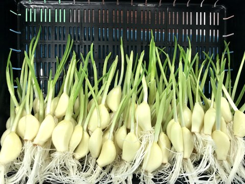 期間限定！！  ロケット発芽にんにく30本+おまけ訳あり5本で920円のお得なセット！！　　　スプラウトにんにく