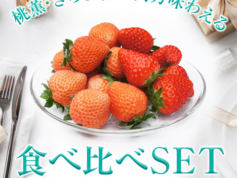 希少いちご食べ比べセット【希少品種　桃薫＆静岡ブランドいちご きらぴ香】大粒いちご　各1パック