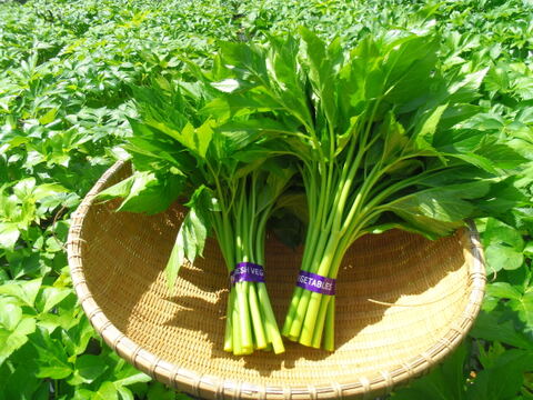 三宅島特産のあしたば【レギュラーコース5パック】