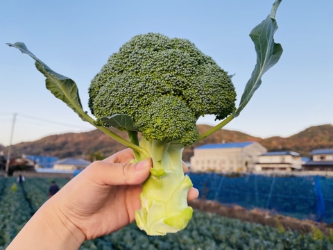 【無くなり次第終了！】クリア🥦