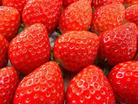 やっと出せました
今からが旬❗️大人気のいちご(かんなひめ)
徳島から春の味覚をお届け❗️糖度11度～１５度  Lサイズ