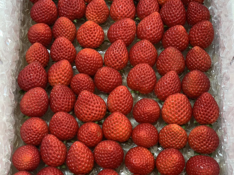 【希少あまりん】小粒たっぷり１Kg 朝採れ🍓