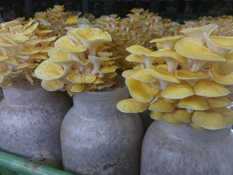 注目の食材！北海道産！生タモギ茸 60g×5P
