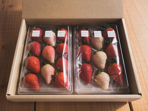 紅白いちご６品種食べ比べセット　240g×2p　【春ギフト】