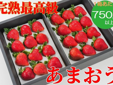 【お歳暮やギフトに】特選あまおう 800g