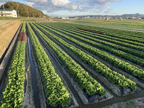 淡路島のシャキシャキレタス5玉🥬特別栽培農産物