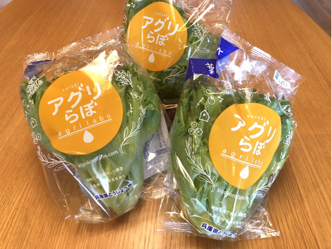 洗わなくても食べられる　フリルレタス　シャキシャキ長持ち　葉ごころレタス（個包装で6個入）