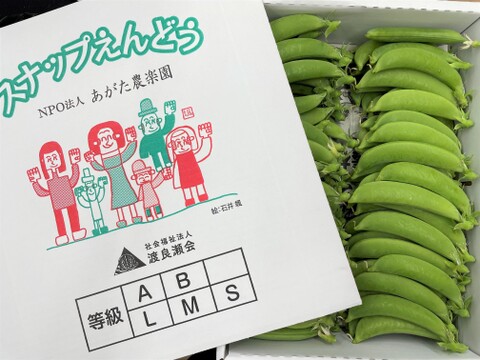 祝！農林水産大臣表彰受賞！【愚直な仲間の1箱】スナップエンドウ　新鮮シャキシャキあま～い　1kg　高いですか？リピーター続出！