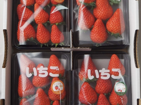 朝採り完熟いちご！！静岡県の新品種『きらぴ香』　260g×4パック