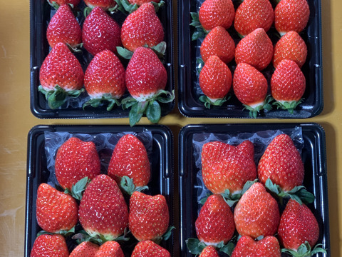 【あまりん・べにたま・とちおとめ】食べ比べ４パック(1Kg)🍓
