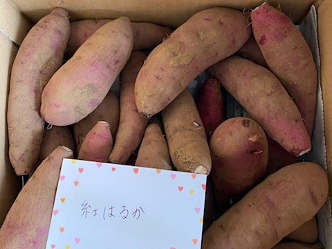 食べ頃サイズ❣️極甘　さつまいも
 千葉香取市産【紅はるか】1.8kg S/SSサイズ