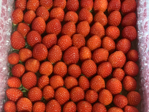 【新品種べにたま】小粒たっぷり１Kg ついに解禁🍓
