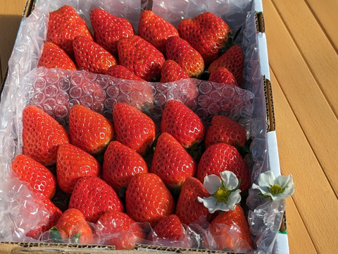 🍓園主おまかせ🐝　＊。+・ミックスボックス・+。＊約７００ｇ
